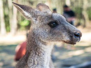 Kangaroo - The Language Academy - Student Activities